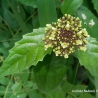 Premna procumbens Moon